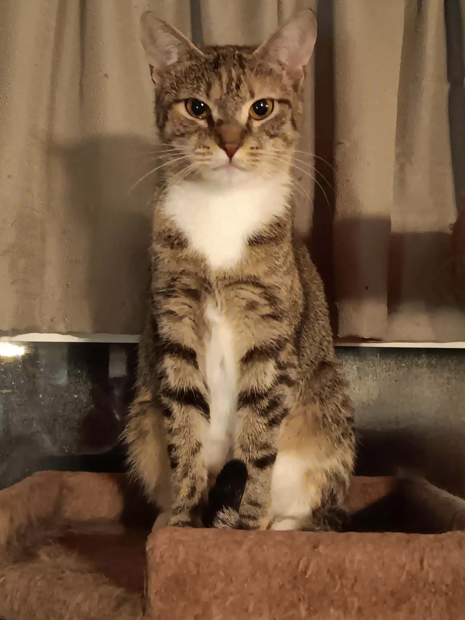 Apricot - Domestic Short Hair