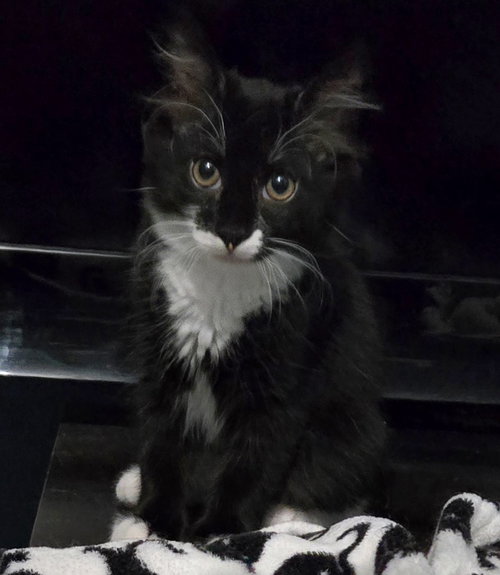 picture of the cat needing adoption