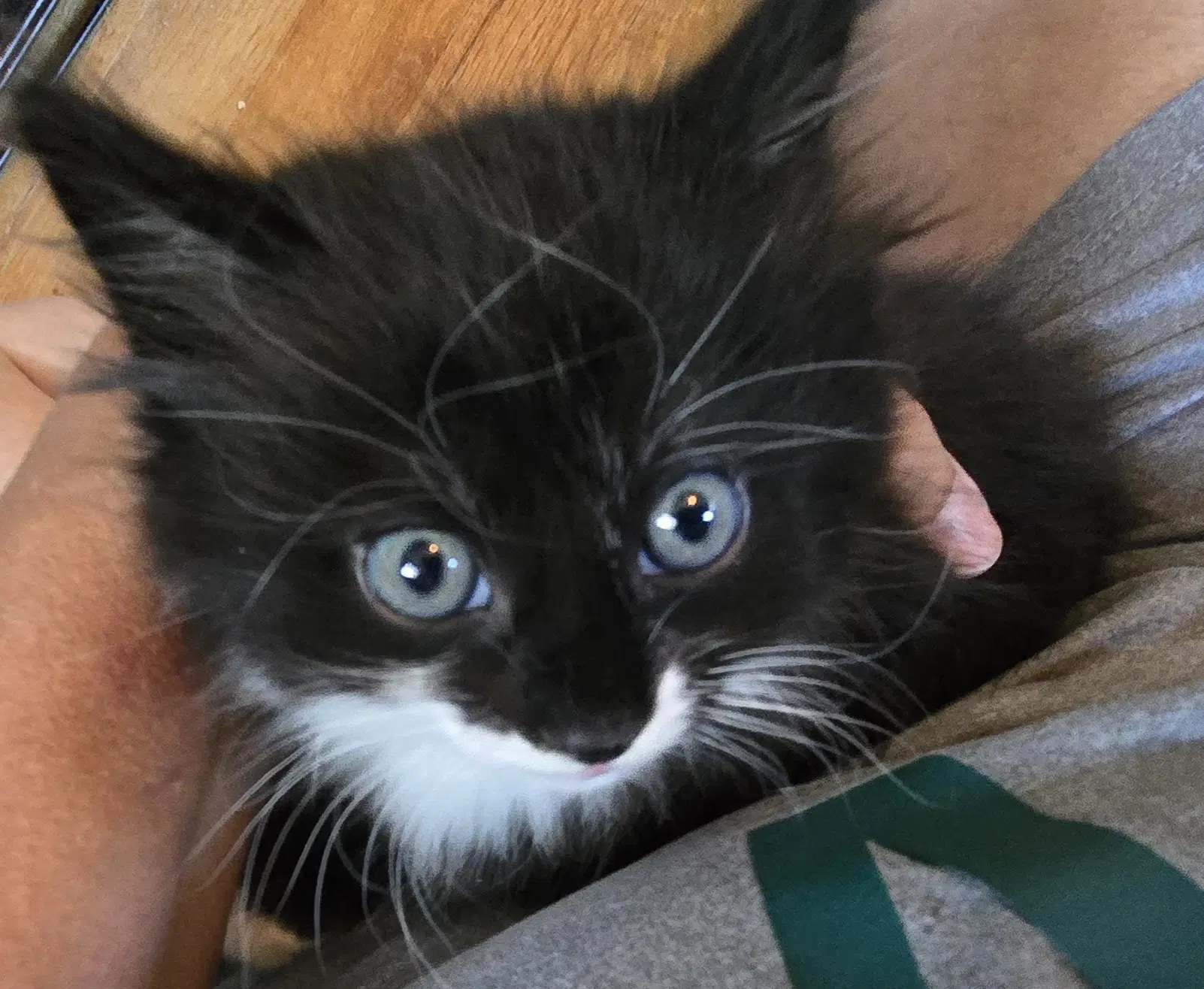 Nico image 2