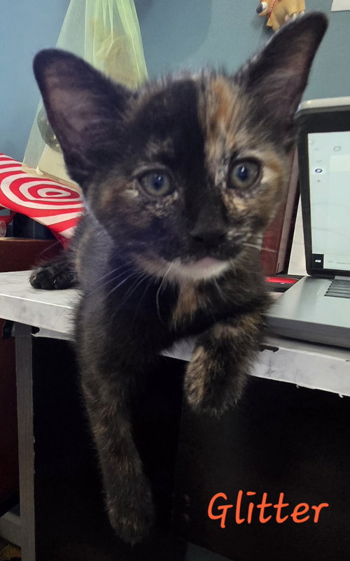 picture of the cat needing adoption