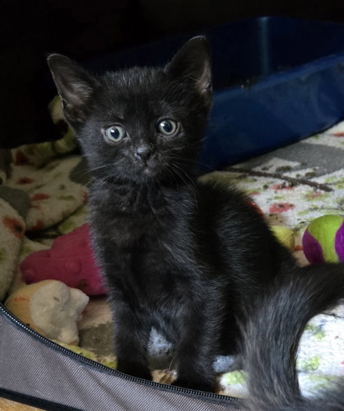 picture of the cat needing adoption