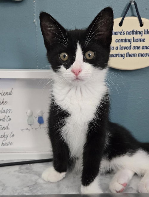 picture of the cat needing adoption