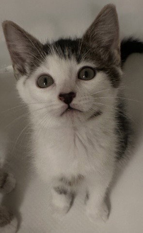 Calypso