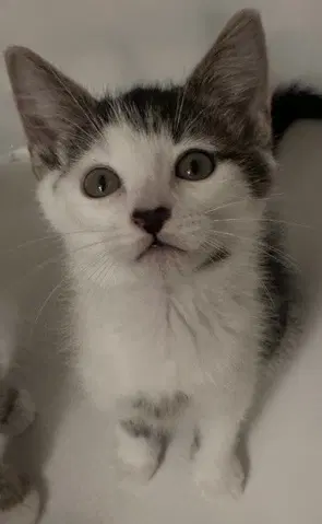 Calypso - Domestic Short Hair