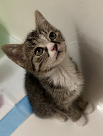 picture of the cat needing adoption