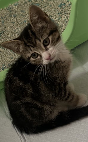 picture of the cat needing adoption