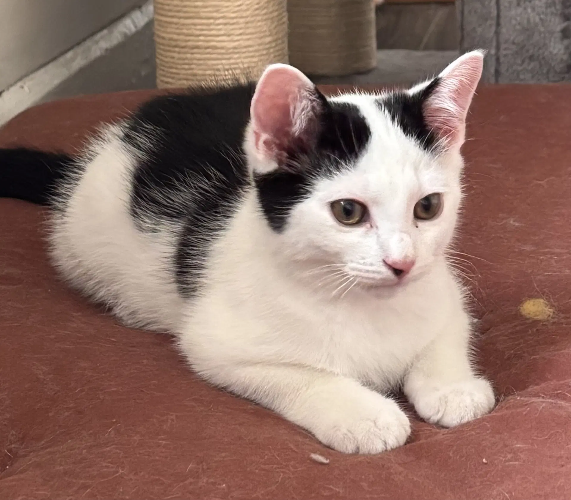 Cerberus - Domestic Short Hair