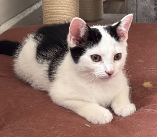 picture of the cat needing adoption