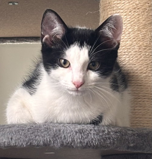 picture of the cat needing adoption