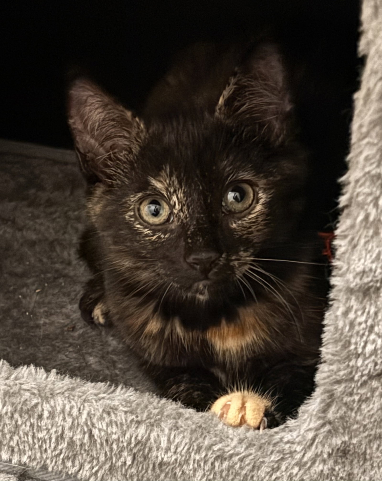 Purrsephone2