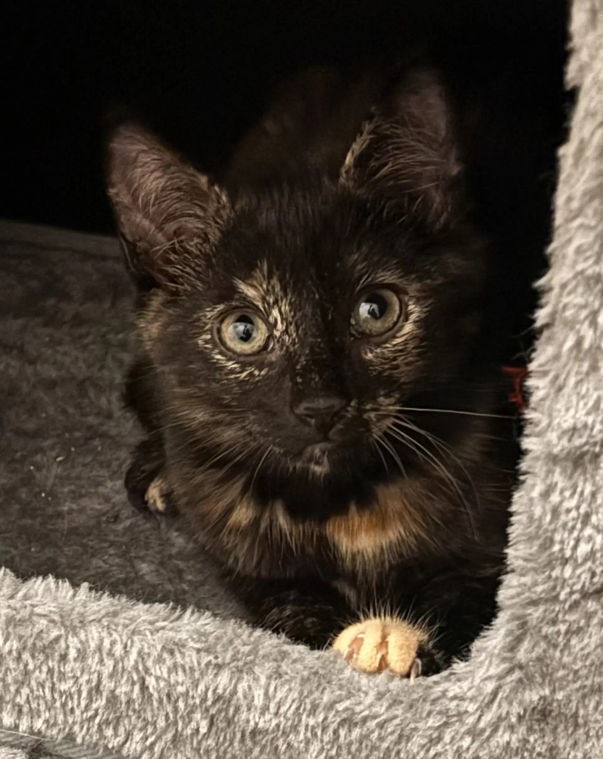 Purrsephone - Domestic Short Hair