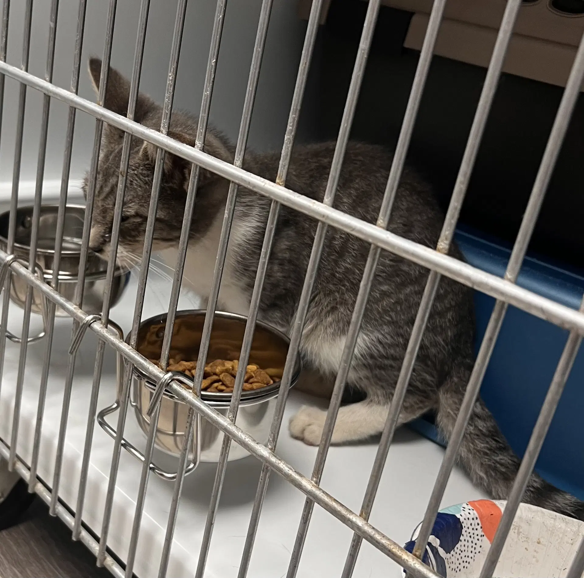 Silver Dollar - Domestic Short Hair