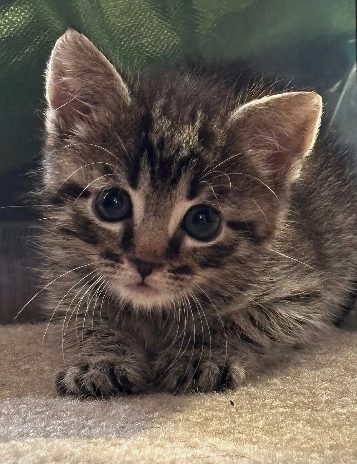 Jimbo - Domestic Short Hair