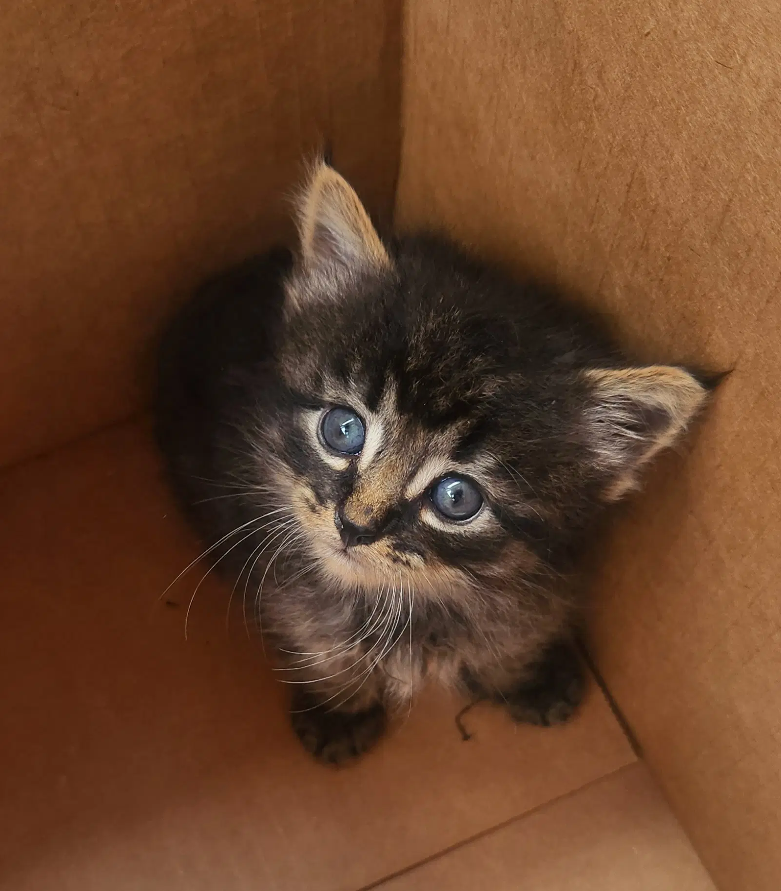 Banana - Domestic Medium Hair
