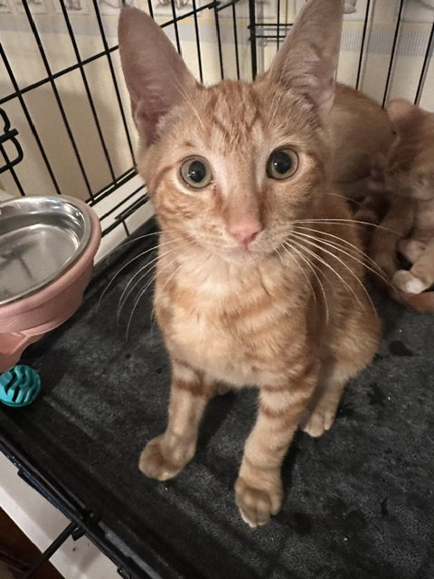 Phoenix, Domestic Short Hair
