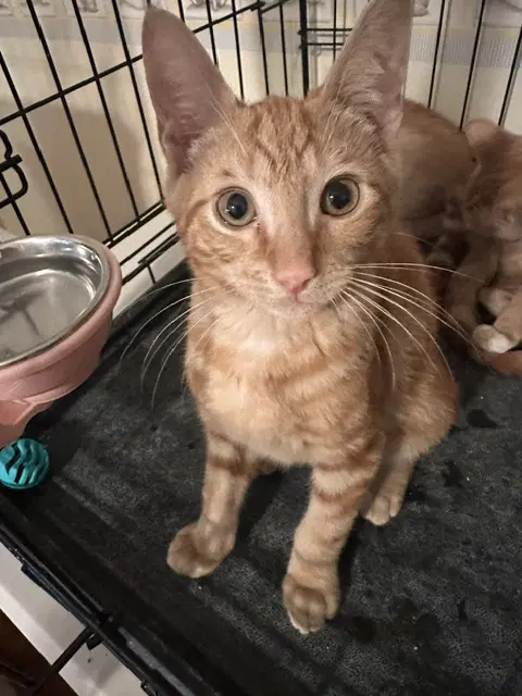Phoenix - Domestic Short Hair