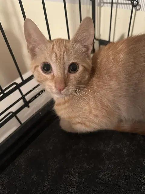 Lorelai - Domestic Short Hair