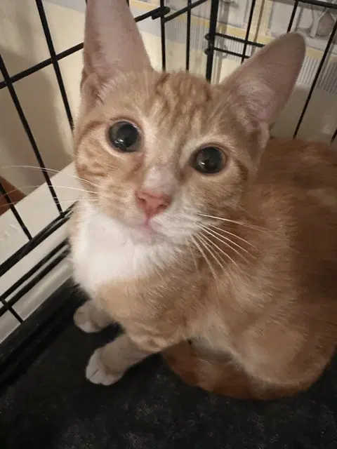 Tigris - Domestic Short Hair