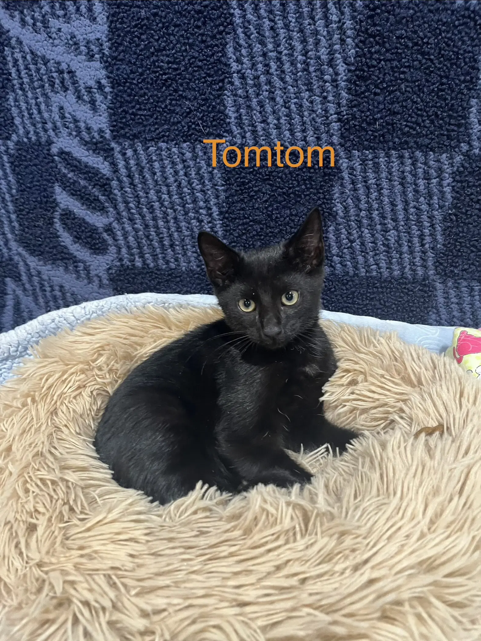 Tom Tom image 1
