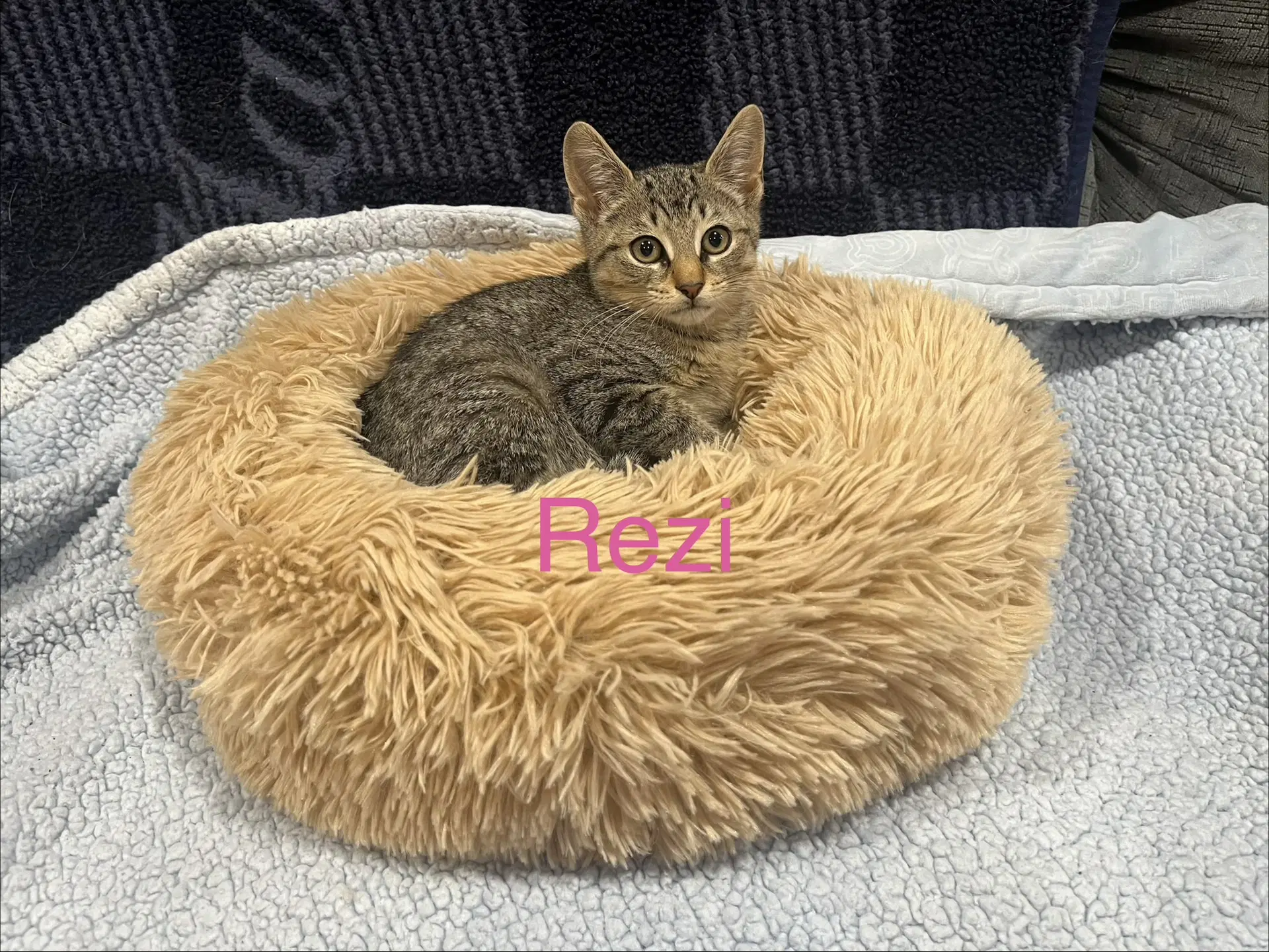 Rezi - Domestic Short Hair