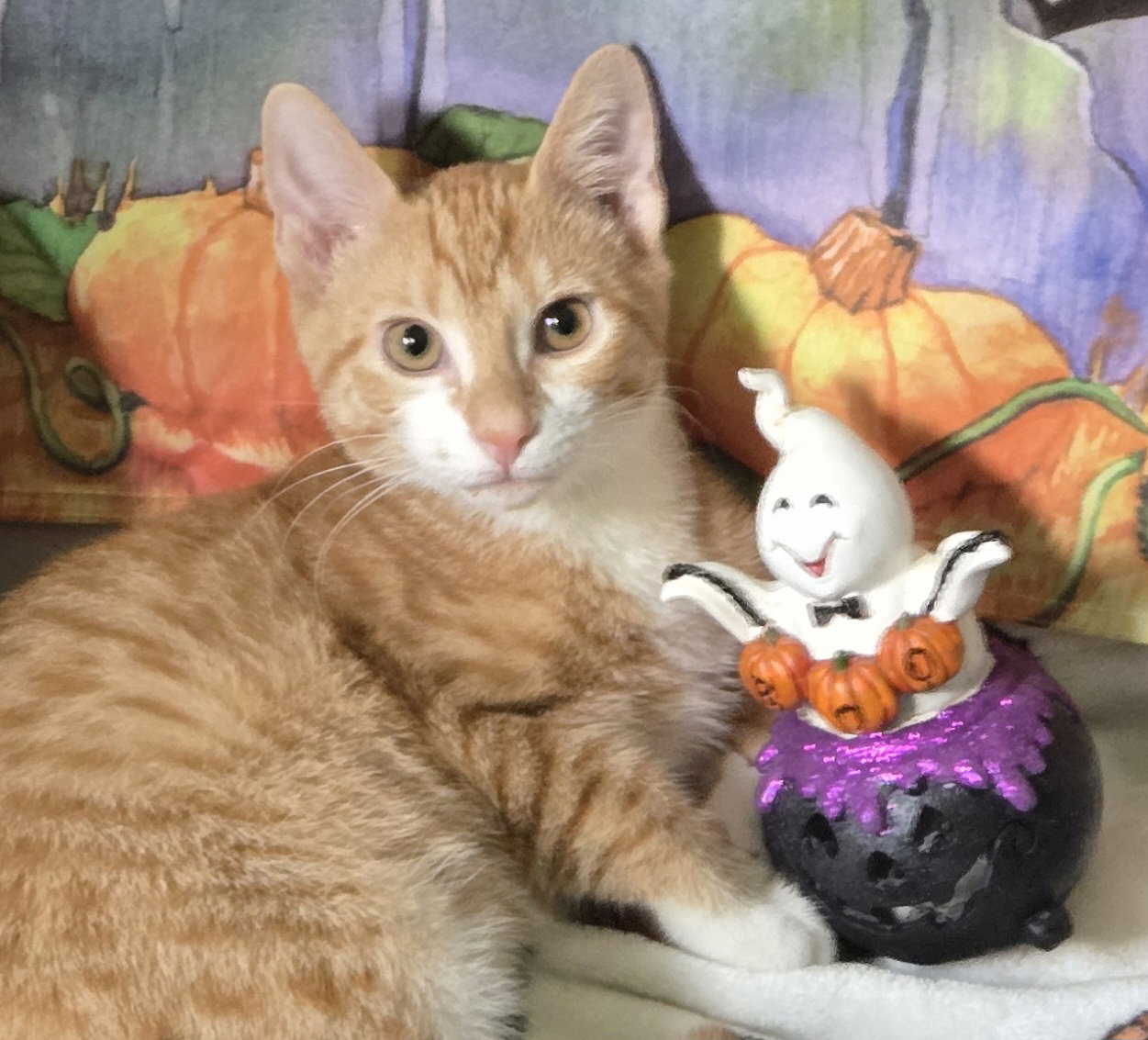 Simon 3, Domestic Short Hair