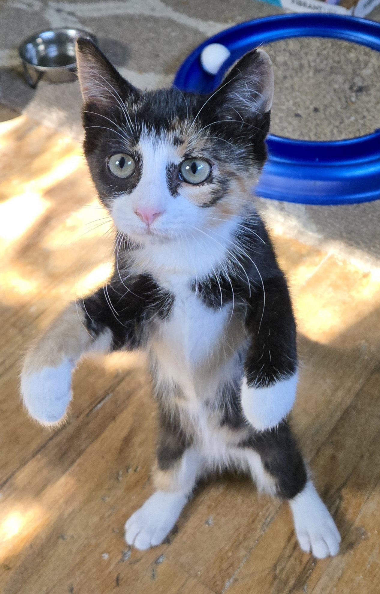Kinsley, Calico