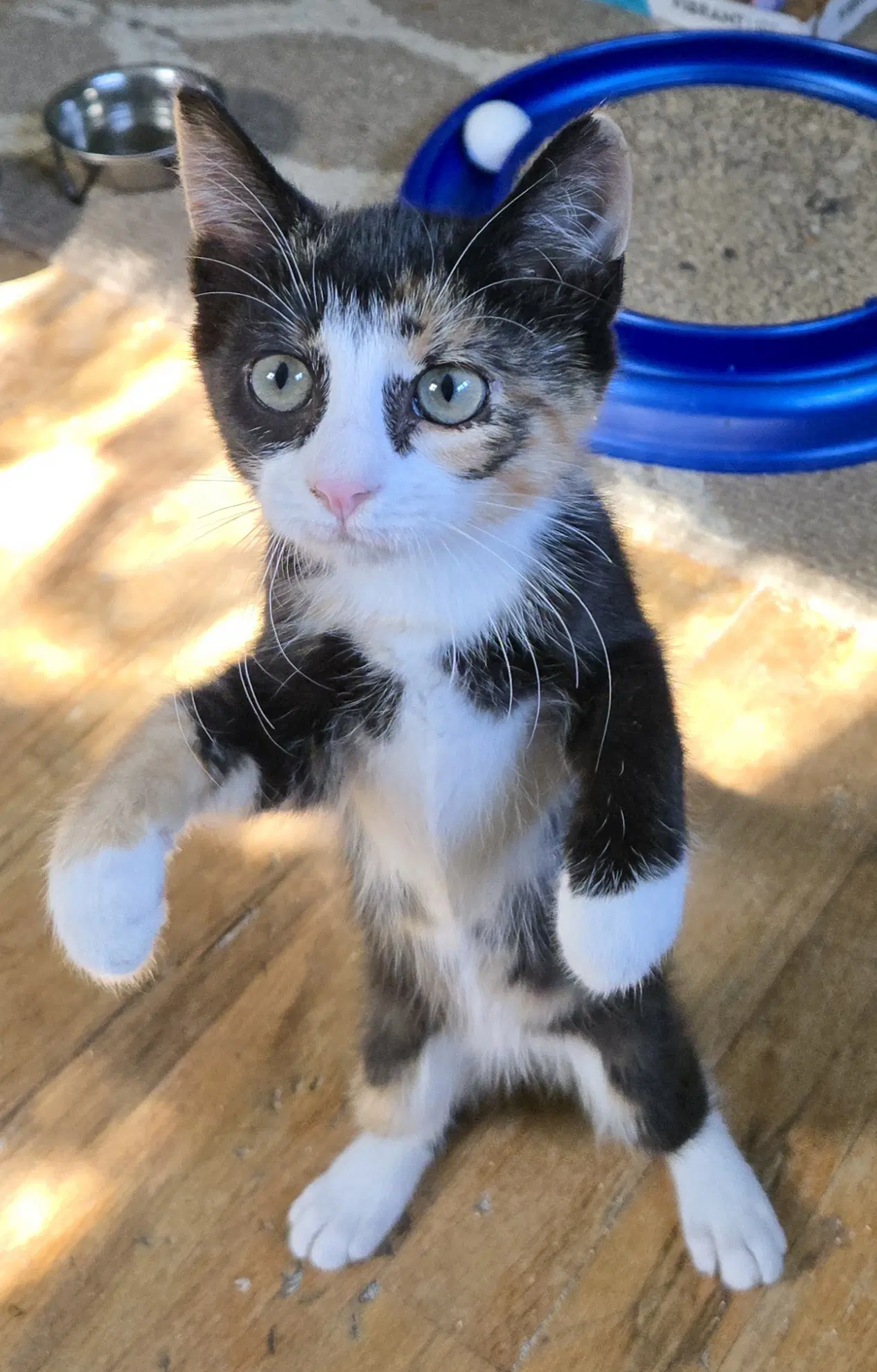 Kinsley - Calico