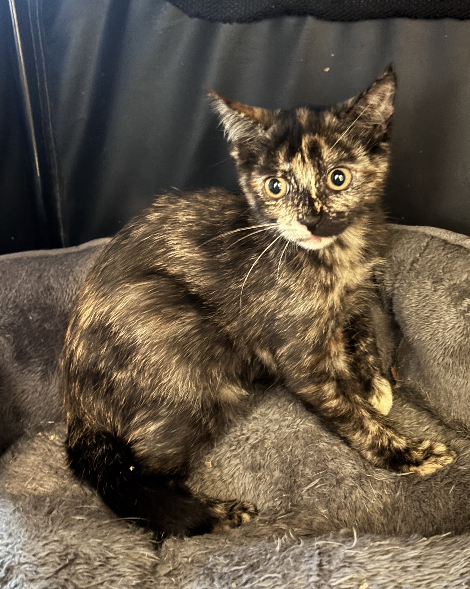 Agent 99, Domestic Short Hair