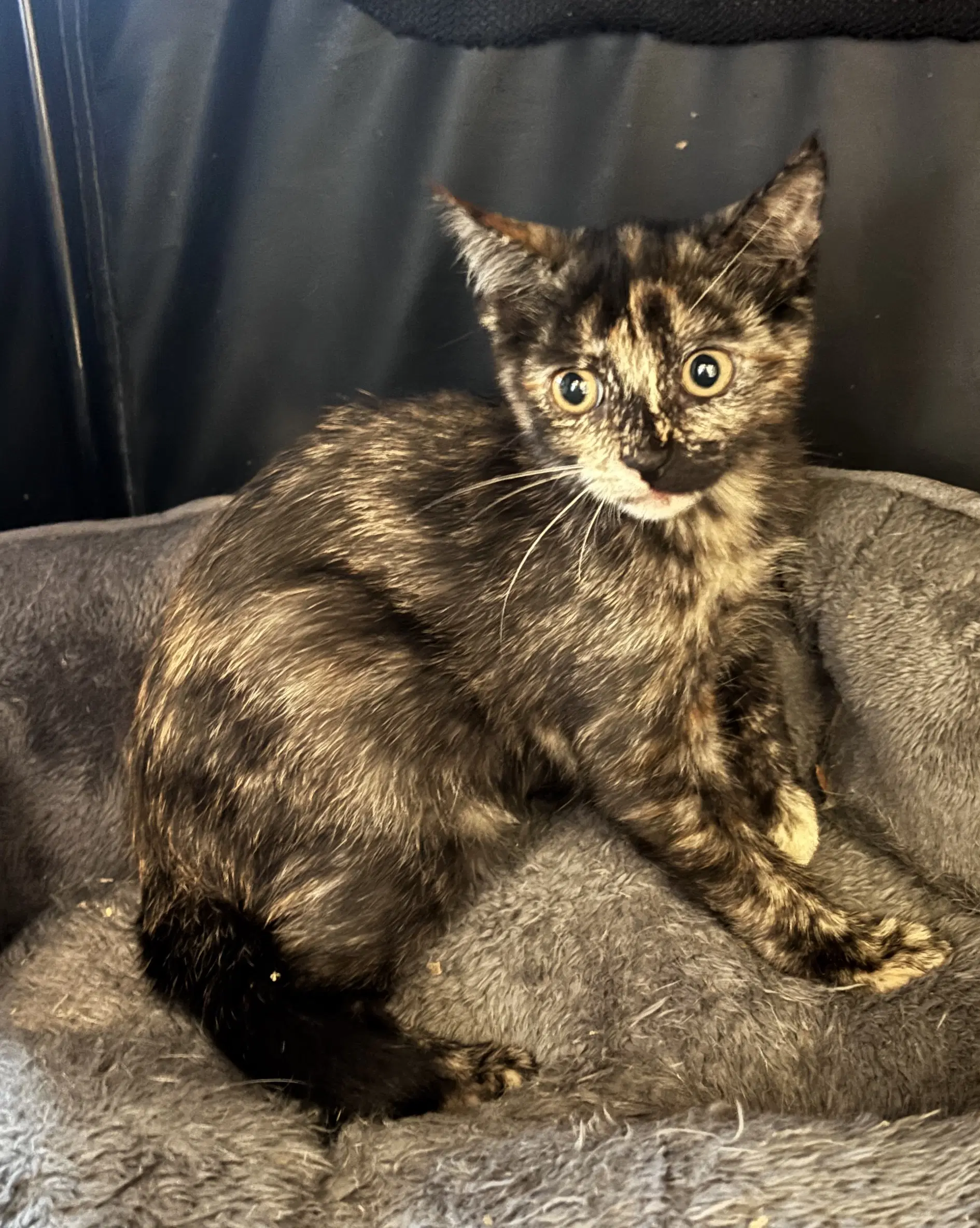 Agent - Domestic Short Hair
