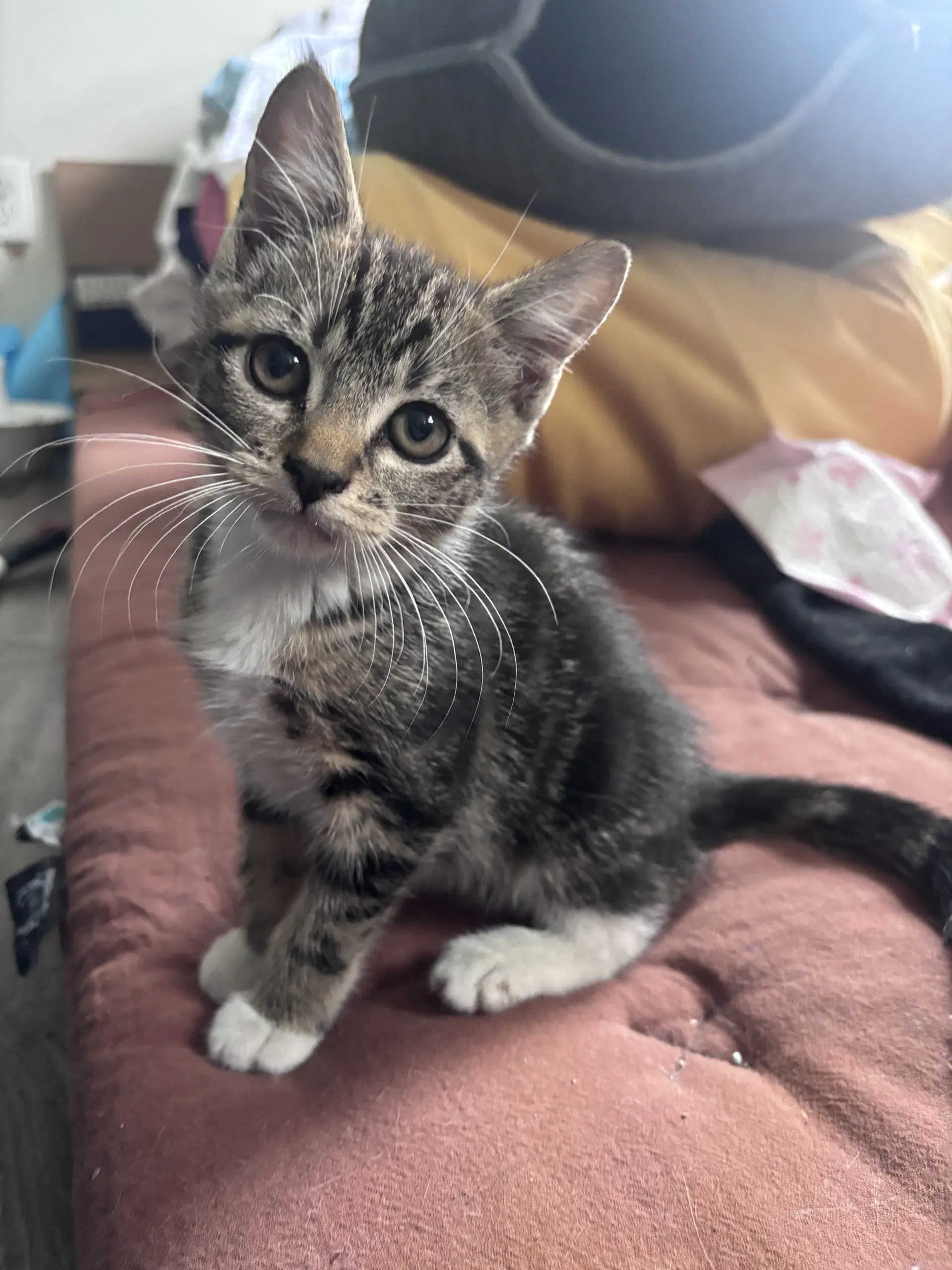 Maxine Smart - Domestic Short Hair