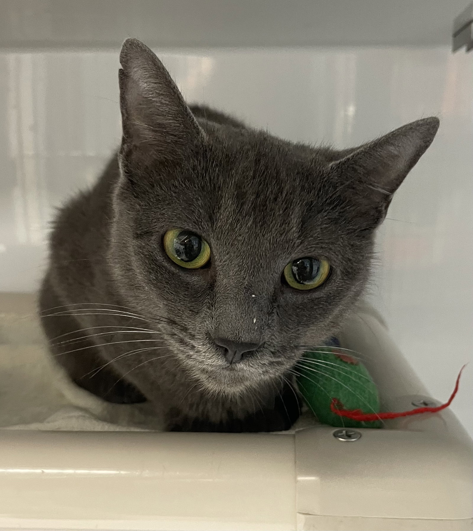 Parker4, Domestic Short Hair