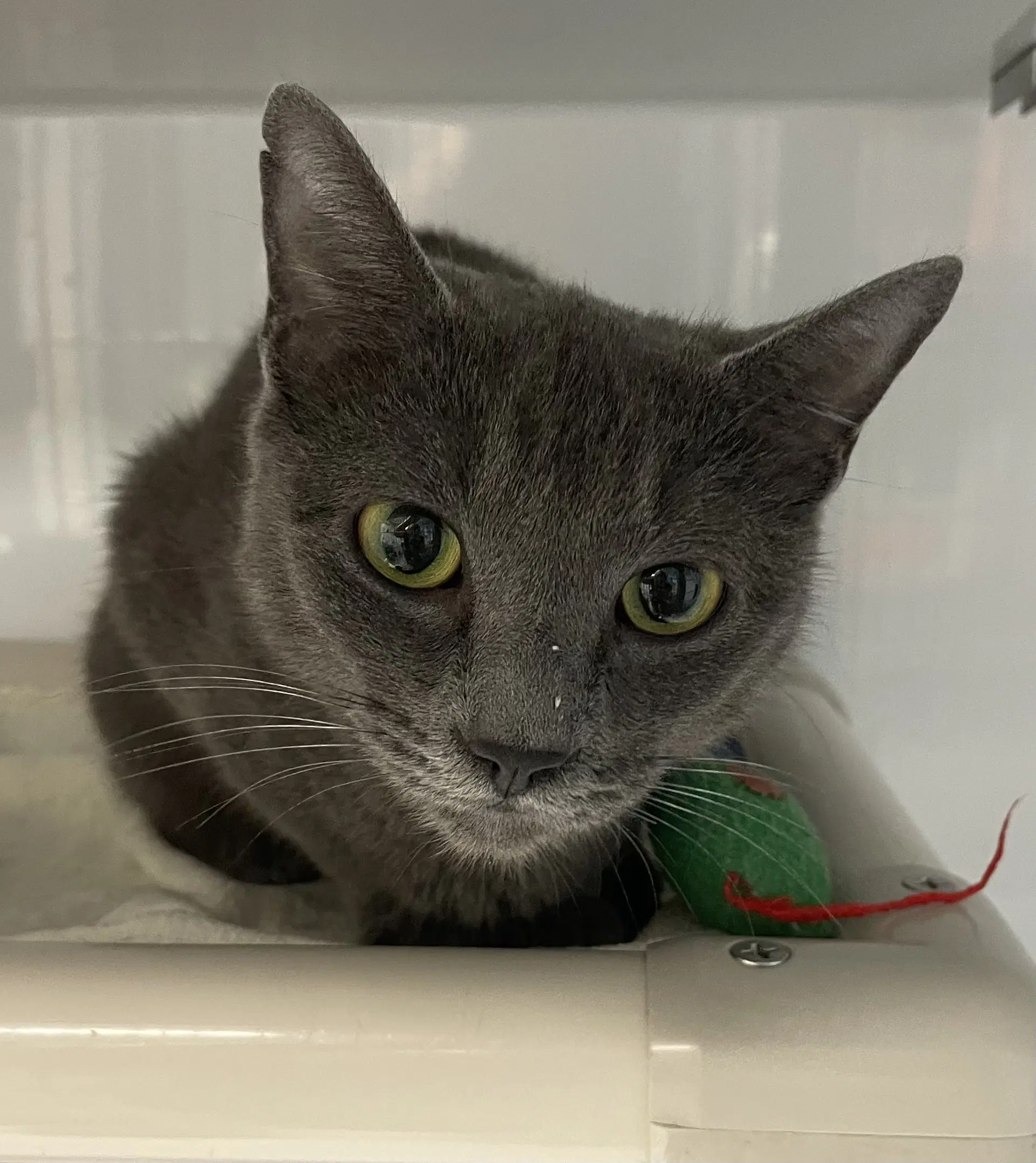 Parker - Domestic Short Hair