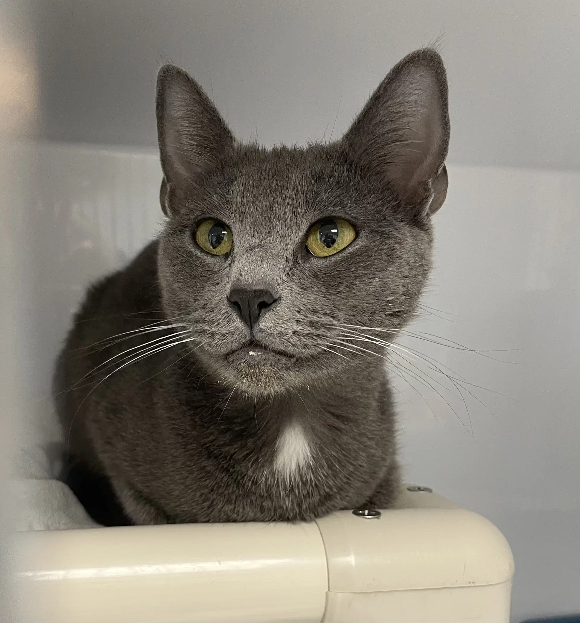 Rosie - Domestic Short Hair