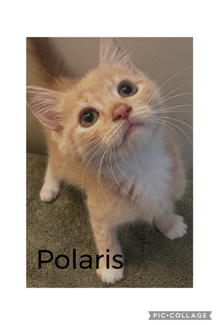 Polaris