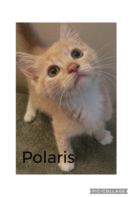 Polaris