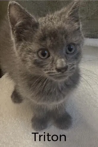 Triton - Domestic Short Hair