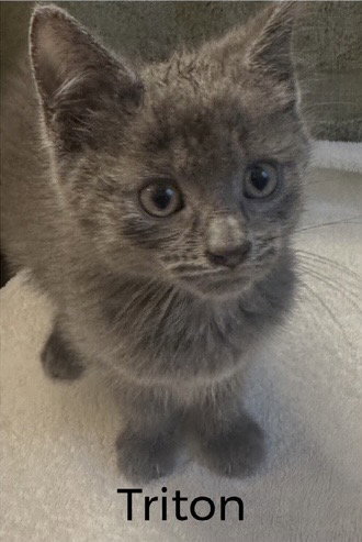 Triton, Domestic Short Hair (short coat)