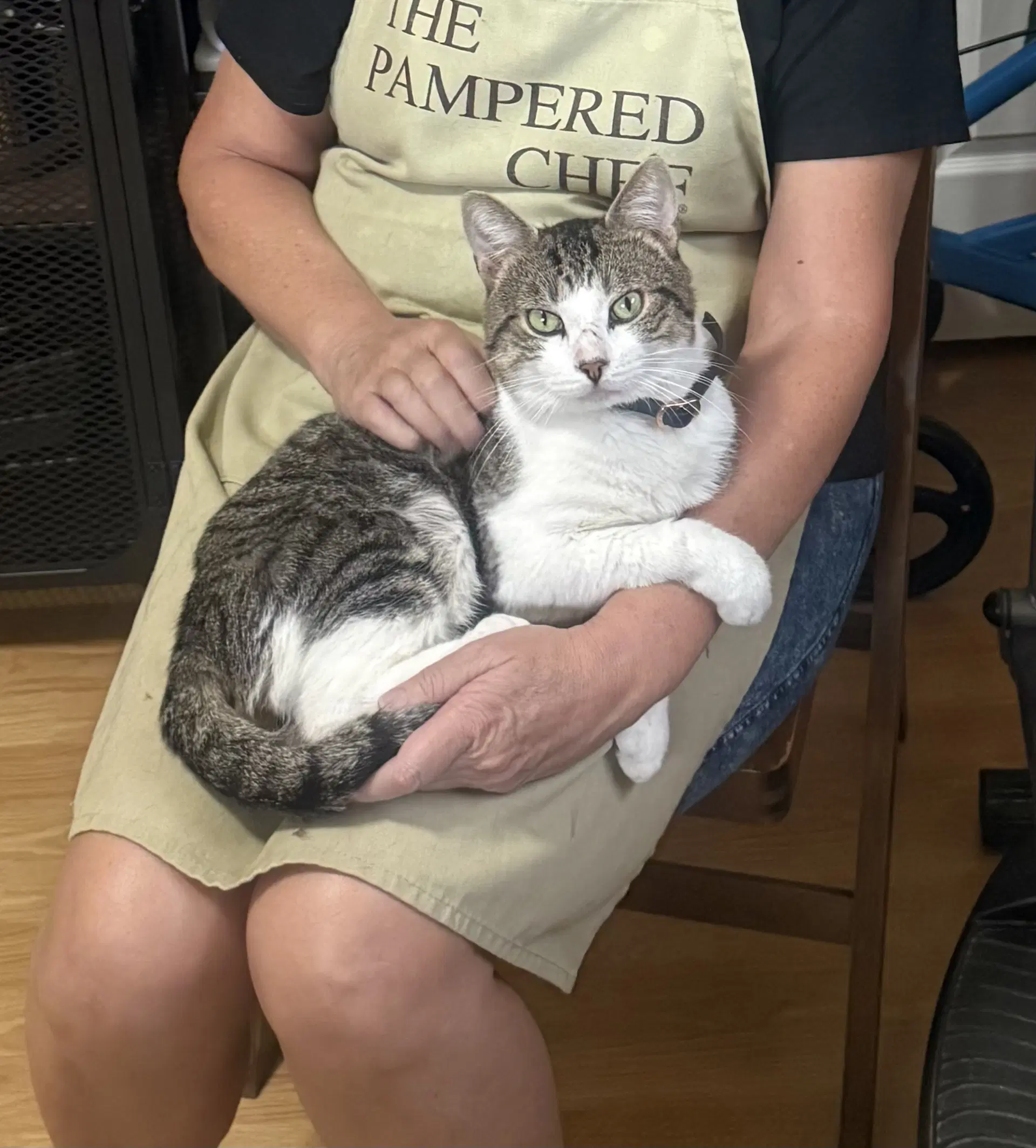 Clyde - Domestic Short Hair