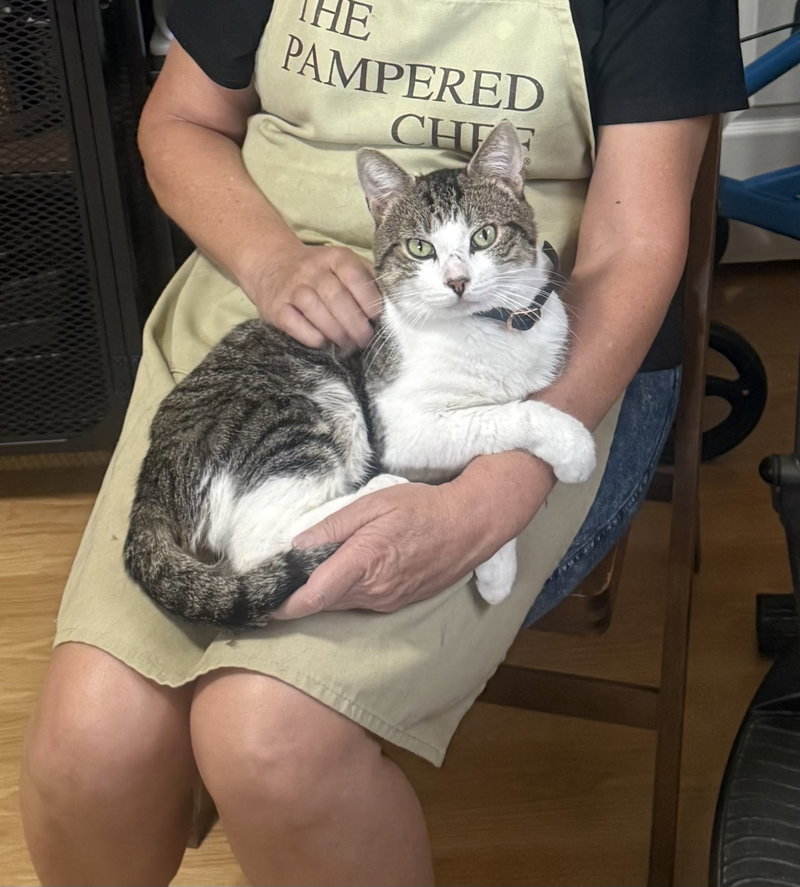 Clyde4, an adult male cat up for adoption