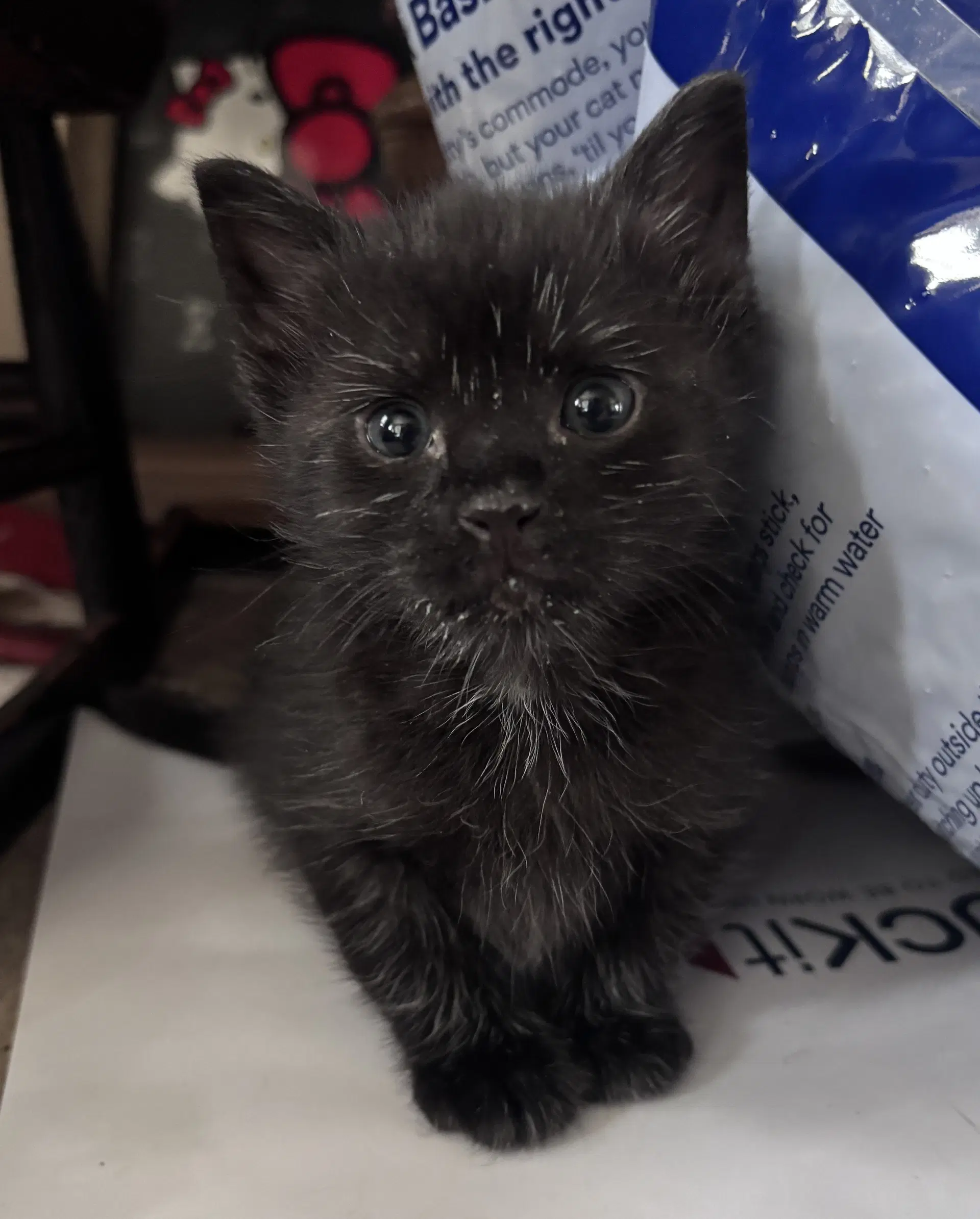 Hyperspace - Domestic Short Hair