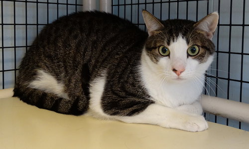 PIPPIN/SAMMY - Domestic Short Hair available for adoption