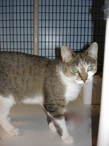 picture of the cat needing adoption