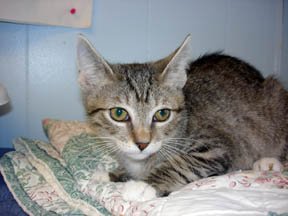 adoptable Cat in Colonia, NJ named Vinny aka Bill Murray
