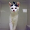 adoptable Cat in colonia, NJ named Rosebud