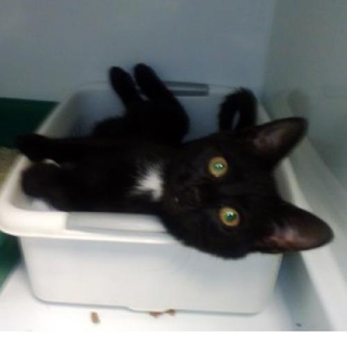 NICKIE - Domestic Short Hair available for adoption