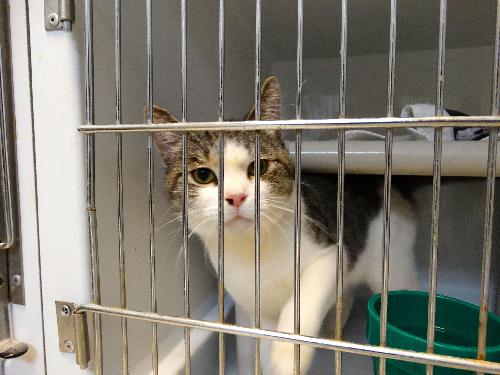 NICHOLAS - Domestic Short Hair available for adoption