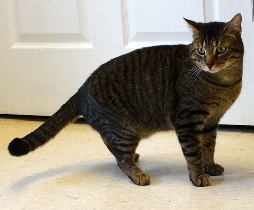 picture of the cat needing adoption
