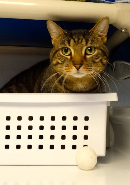 TIGER - Domestic Short Hair available for adoption