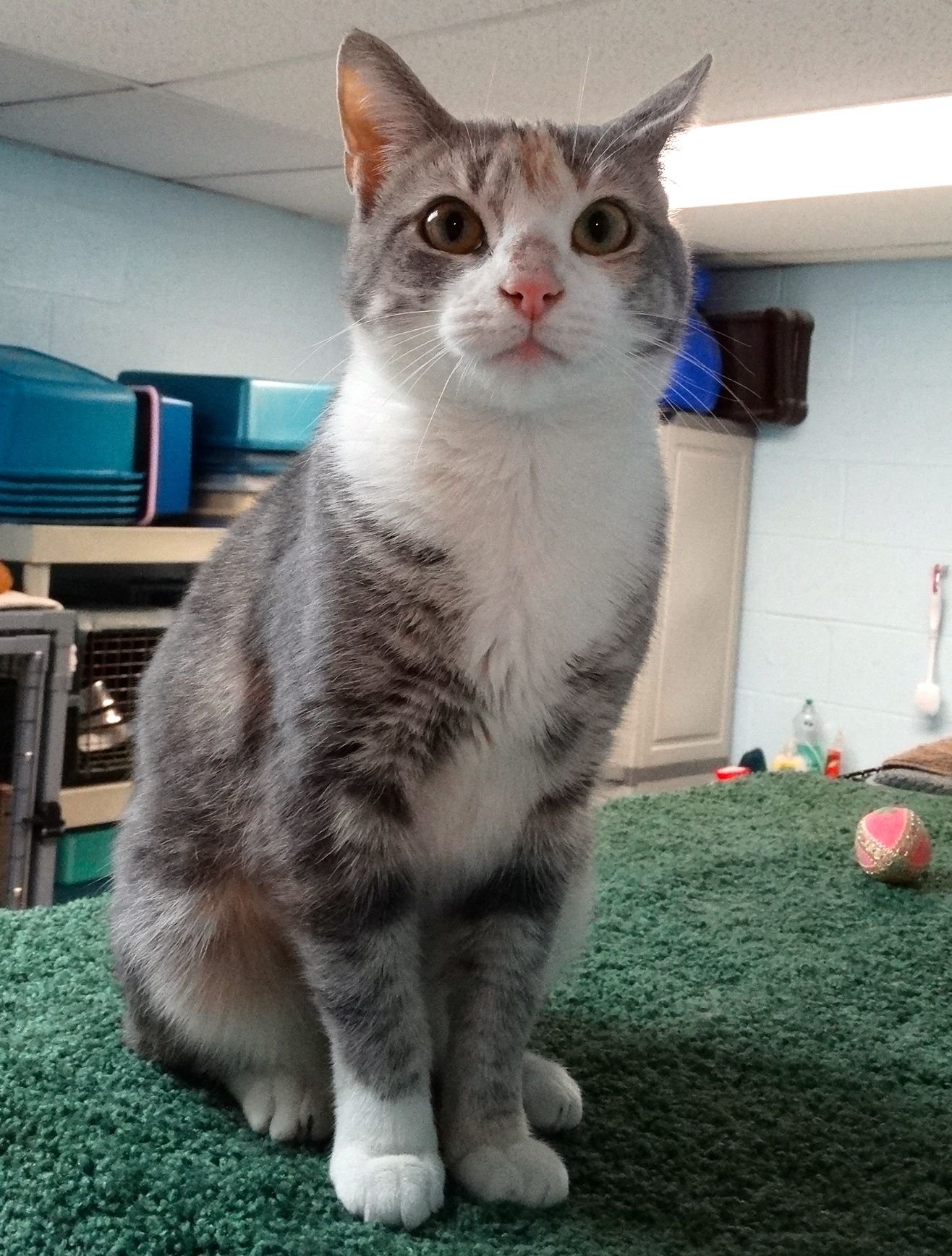 adoptable Cat in Colonia, NJ named Sookie II