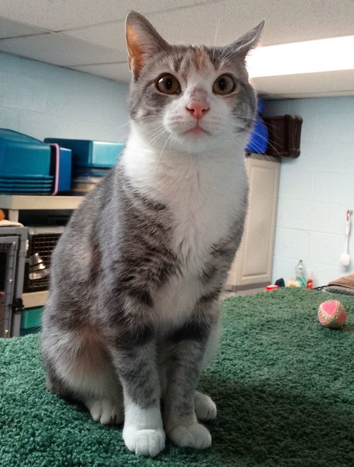 SOOKIE II - Domestic Short Hair available for adoption